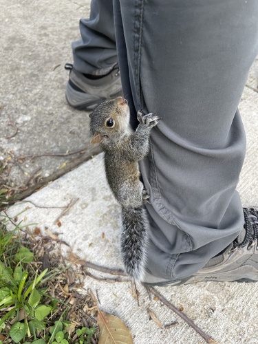 Eastern Gray Squirrel photographed in Kentucky