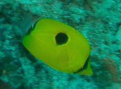 Chaetodon interruptus