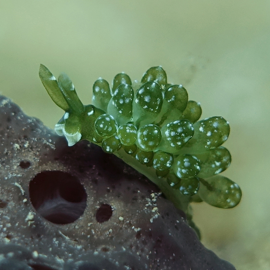 Sacoproteus
