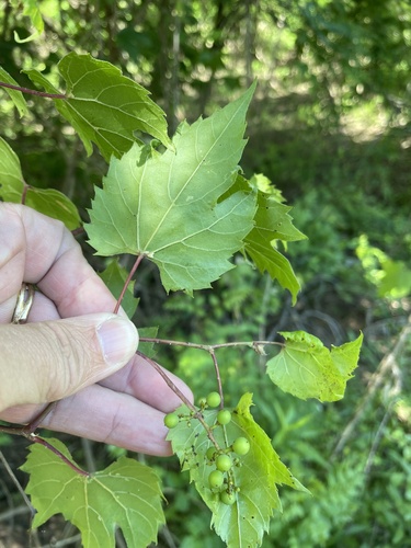 Vitis palmata, photograph 4