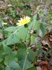 Sonchus oleraceus