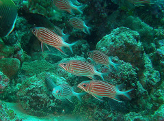 Sargocentron diadema
