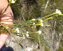 Lachnaea capitata
