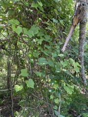 Vitis palmata, photograph (c) Sam Kieschnick, some rights reserved (CC BY)