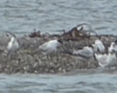 Thalasseus sandvicensis