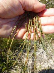 Lachnaea capitata