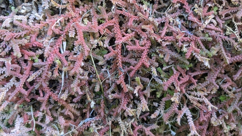 Selaginella image