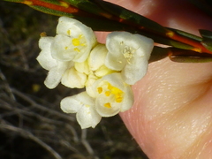 Lachnaea capitata