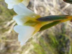 Lachnaea capitata