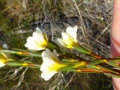 Lachnaea capitata