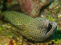 Gymnothorax favagineus