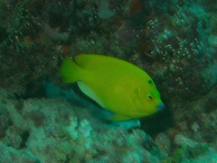 Apolemichthys trimaculatus