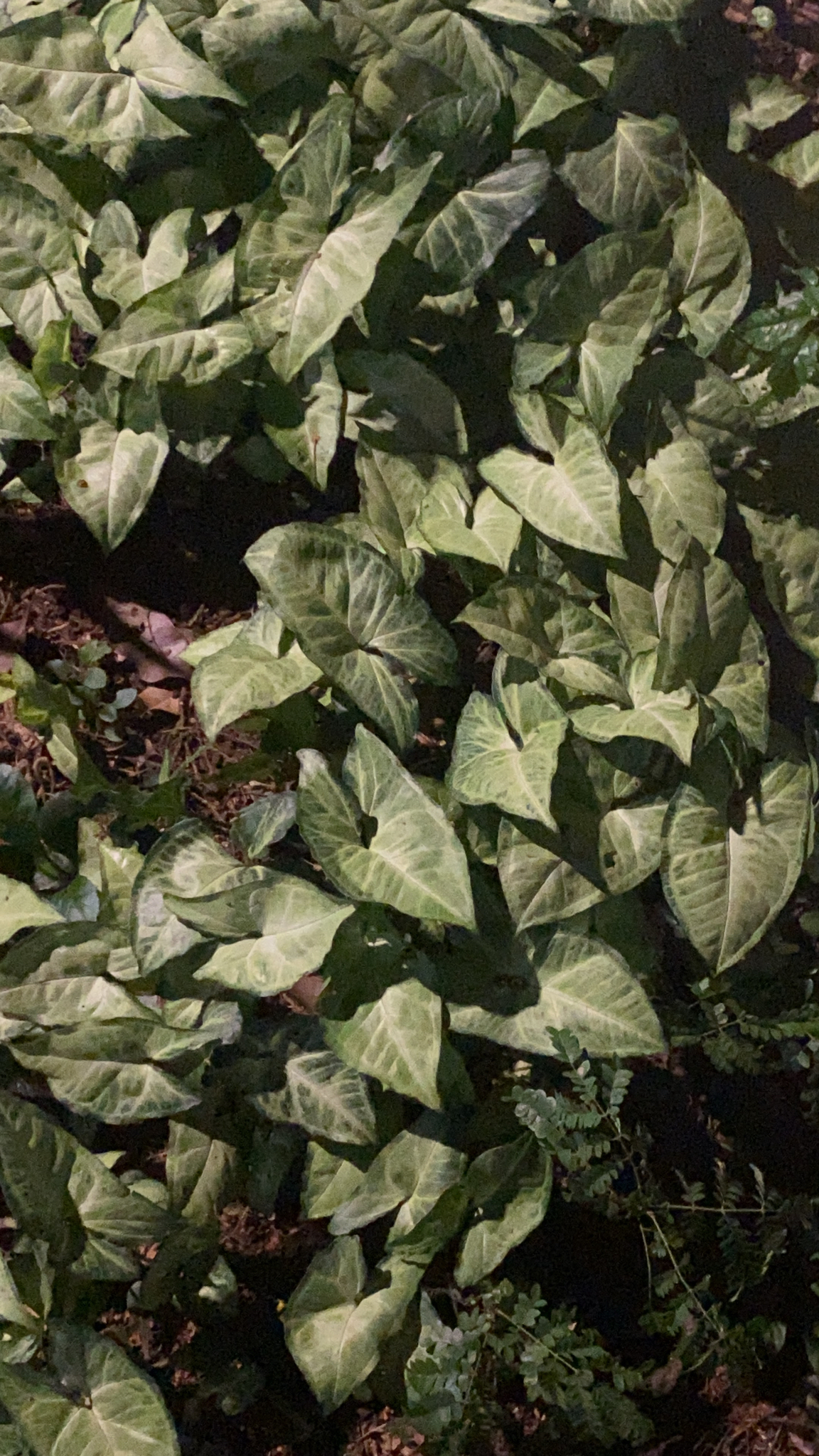 Syngonium podophyllum