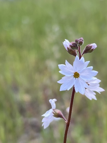 iNaturalist observation photo of San Francisco woodland-star