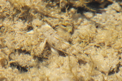 Favonigobius lateralis