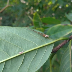 Tylorida