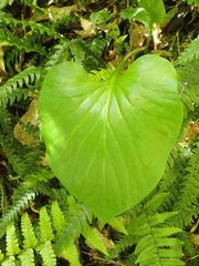 Cardiocrinum giganteum