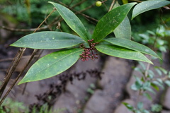 Skimmia