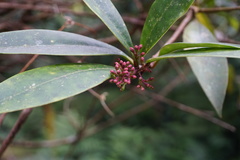 Skimmia