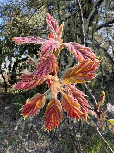 iNaturalist observation photo of California black oak