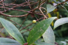 Skimmia