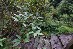 Skimmia