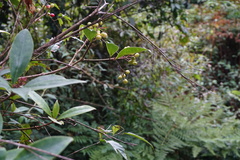 Skimmia