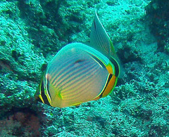Chaetodon trifasciatus