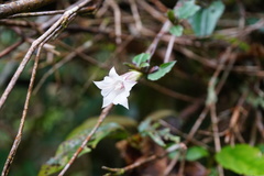 Tripterospermum luzonense