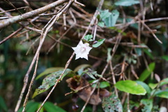 Tripterospermum luzonense