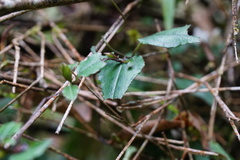 Tripterospermum luzonense