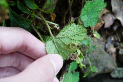 Rubus pectinellus