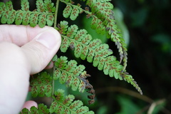 Diplazium laxifrons