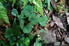 Rubus pectinellus