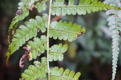 Diplazium laxifrons