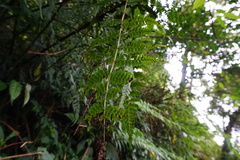 Diplazium laxifrons