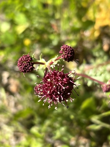 iNaturalist observation photo of Purple Sanicle