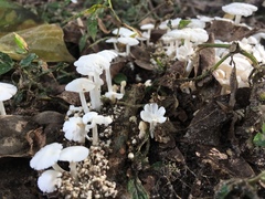 Termitomyces microcarpus
