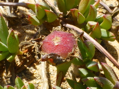 Lampranthus reptans