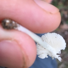 Termitomyces microcarpus