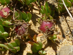 Lampranthus reptans