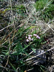 Achillea roseo-alba
