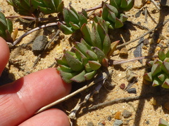 Lampranthus reptans