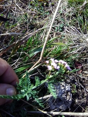 Achillea roseo-alba