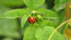 Harmonia dimidiata