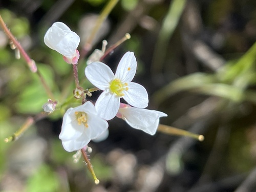 iNaturalist observation photo of milkmaids