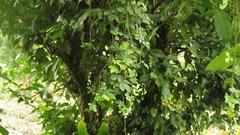 Tetrastigma obtectum glabrum