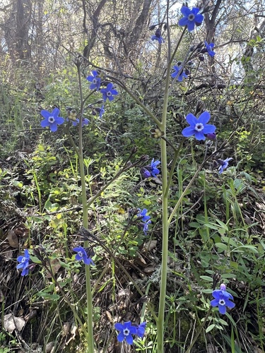 iNaturalist observation photo of Pacific hound's tongue