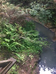 Blechnum novae-zelandiae