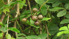 Tetrastigma obtectum glabrum